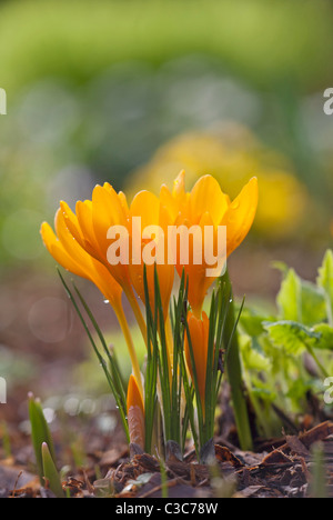 Yellow Crocuses in bloom in Spring with early morning dew Stock Photo