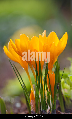 Yellow Crocuses in bloom in Spring with early morning dew Stock Photo