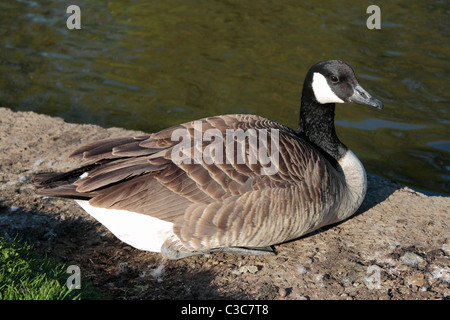 Canada Goose (Branta canadensis) sitting at the lake's edge. Stock Photo