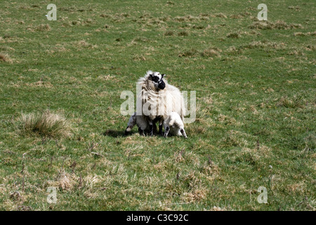 Derbyshire Gritstone Ewe suckiling lambs in a field near Pilsbury near the River Dove Derbyshire England Stock Photo