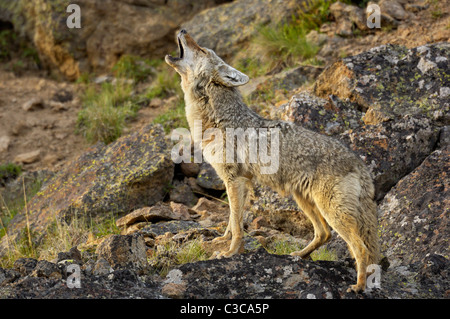 Coyote howling at sunset Stock Photo