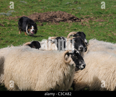 Sheep dog (border collie)  rounding up flock of sheep, near Bllingham , Northumberland, North of England, UK Stock Photo