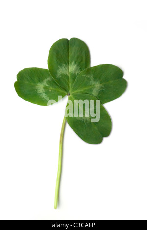 four leaved clover isolated on white background Stock Photo