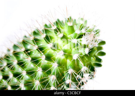 cactus closeup isolated on white background Stock Photo