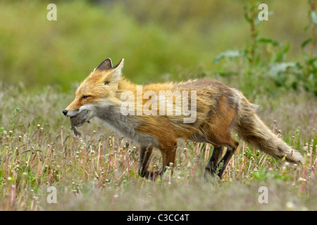 Red Fox mother running through spring grasses with captured ground squirrel Stock Photo