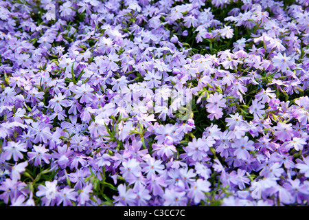 Blue aubretia outside Stock Photo