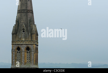 A peregrine Falcon flying next to it's urban nest site. St Michael's Church, Mount Dinham, Exeter. Stock Photo