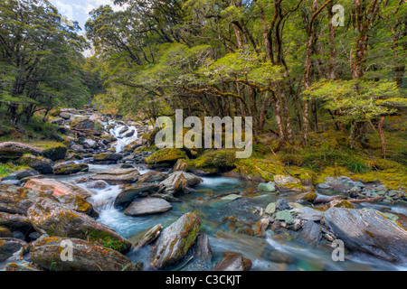 Foto de water stream in the beech forest. spring nature scenery on a sunny  day. rapid creek flows among the rocks. trees on the rocky shore in lush  green foliage do Stock