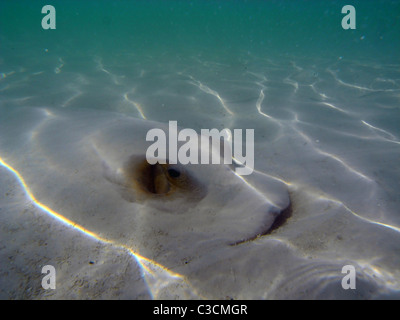 Stingray buried in sand in shallow water Stock Photo