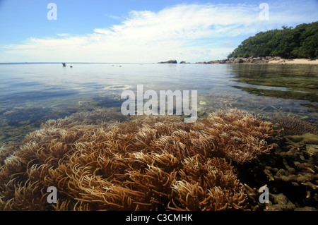 Soft coral in shallows at calm low tide, Fitzroy Island, Great Barrier Reef, Queensland, Australia Stock Photo