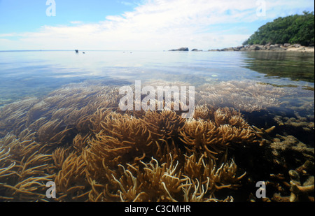 Soft coral in shallows at calm low tide, Fitzroy Island, Great Barrier Reef, Queensland, Australia Stock Photo