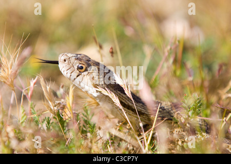 Pacific Gopher Snake (Pituophis catenifer catenifer) in grass - California USA Stock Photo