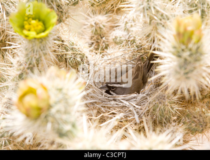 Black-throated Sparrow (Amphispiza bilineata) nesting in cactus