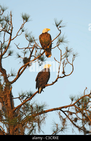 an adult male and female pair of bald eagles perched in a tree illuminated by the first rays of light from the morning sun Stock Photo