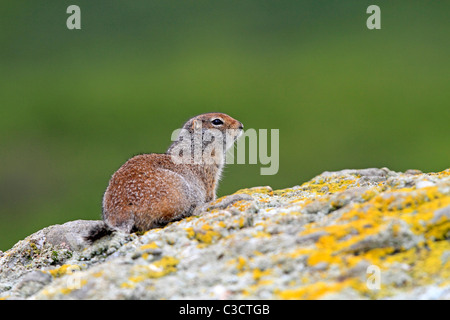 Arctic Ground Squirrel (Spermophilus parryii). Adult on a rock. McNeil River Bear Viewing and Wildlife Sanctuary, Alaska, USA. Stock Photo