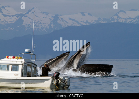 Humpback Whale (Megaptera novaeangliae). Whale watcher taking pictures of whales bubble net feeding. Stock Photo