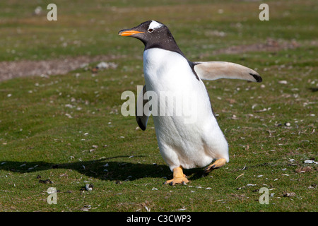 Gentoo Penguin (Pygoscelis papua), running. Sea Lion Island, Falkland Islands. Stock Photo