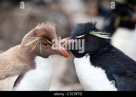 Leucistic Rockhopper Penguin (Eudyptes chrysocome chrysocome) standing next to an individual in normal colors Stock Photo