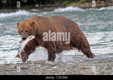 Alaskan Brown Bear (Ursus arctos middendorffi, Ursus middendorffi) with caught Chum Salmon in Mc Neil River. Stock Photo