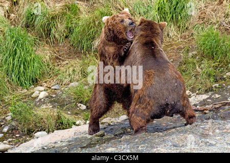 Alaskan Brown Bear (Ursus arctos middendorffi, Ursus middendorffi). Two individuals fighting. Mc Neil River Stock Photo