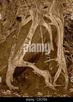 Roots of a tree in abstract form. Nelliyampathy hills, Palakkad, Kerala, India Stock Photo