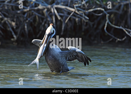 a brown pelican (pelicanus occidentalis) with a very large fish in it's beak Stock Photo