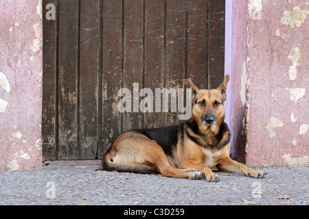 Homeless, stray street dog laying down in front of a door Stock Photo