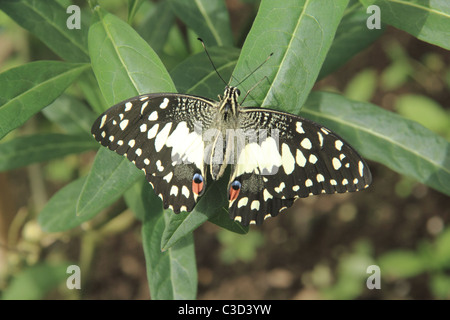 Citrus swallowtail butterfly perched on a plant. Stock Photo