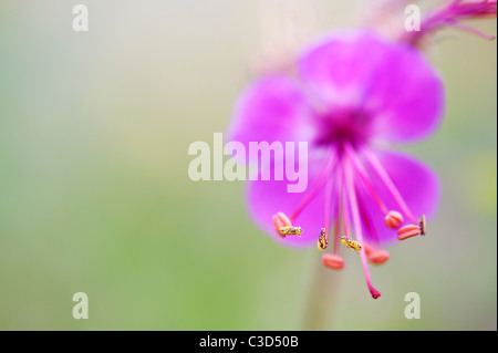 Pink Geranium flower with long stamens and anthers covered in pollen. Selective focus Stock Photo