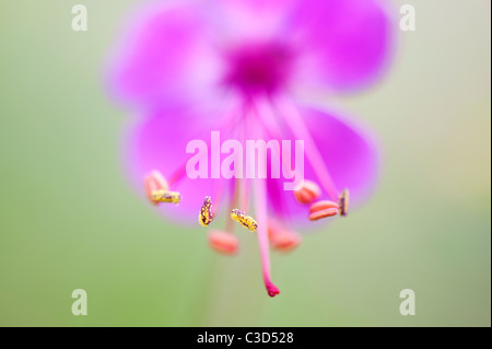 Pink Geranium flower with long stamens and anthers covered in pollen. Selective focus Stock Photo