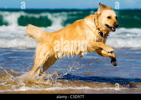 Golden retriever running and jumping in the water Stock Photo