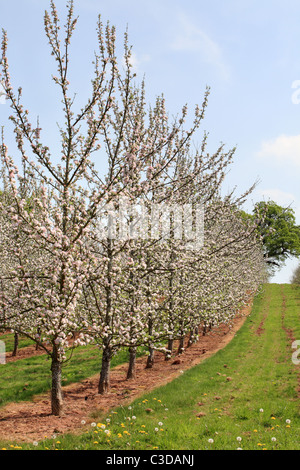 A row of blossoming fruit trees in an orchard, Herefordshire, England, UK Stock Photo