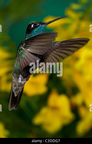 Male Magnificent Hummingbird Hovering in the Air Stock Photo