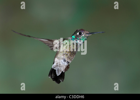 Immature Male Magnificent Hummingbird Hovering in the Air Stock Photo