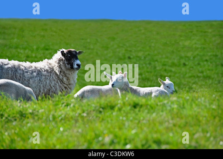 Sheep with Four Cute Lambs in the Green Grass Field with Blue Sky in Spring Stock Photo