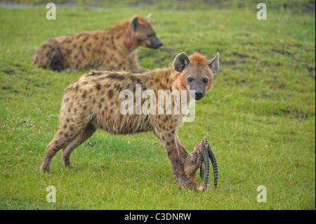 A group of spotted or laughing hyenas eating the carcass of a
