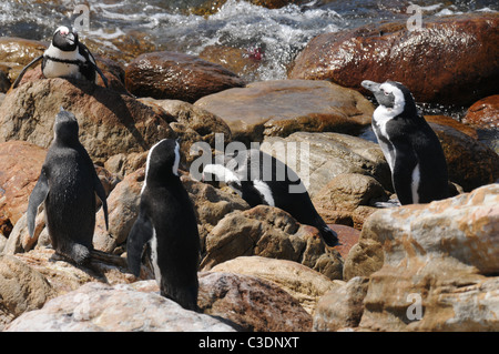 Penguins, African penguins, seascape, Betty`s Bay, South Africa Stock ...