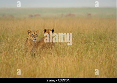 A pride of lions in rain in grasslands of Lake Nakuru national park, Kenya, Africa Stock Photo