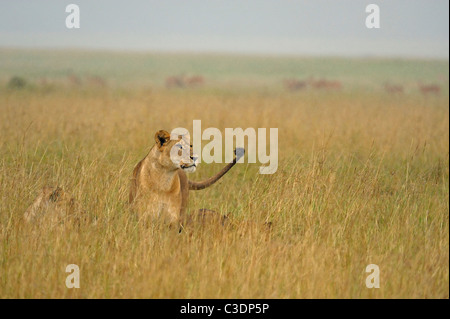 A pride of lions in rain in grasslands of Lake Nakuru national park, Kenya, Africa Stock Photo