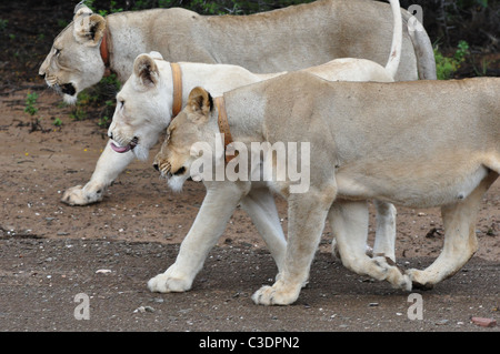 wild white and brown female lion together, a pair of lions Stock Photo