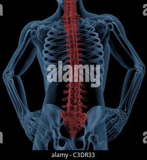 Medical skeleton with the spin highlighted Stock Photo