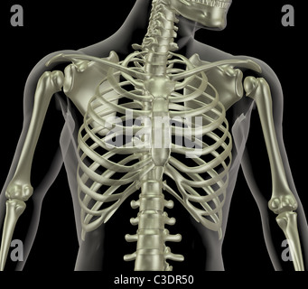 3D render of a skeleton showing close up of the rib cage Stock Photo
