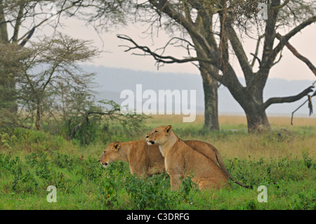 Lioness in the rain Lake Nakuru national park, Kenya, Africa Stock Photo