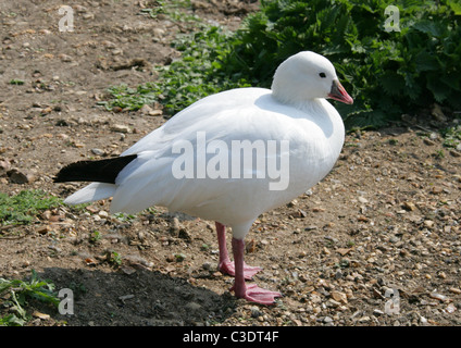 Snow Goose, Anser caerulescens (Chen caerulescens), Anatidae, Anseriformes. Stock Photo