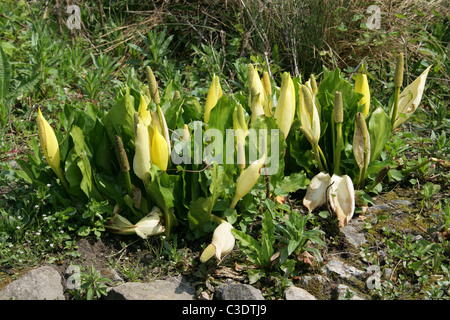 Western Skunk Cabbage, Yellow Skunk Cabbage or Swamp Lantern, Lysichiton americanus, Araceae. North America, USA, Canada. Stock Photo