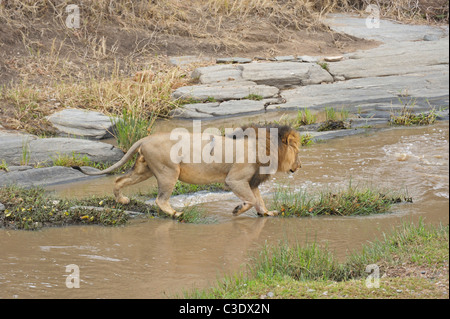 Male lion crossing the Talek river in the forests of Masai Mara, Kenya, Africa Stock Photo