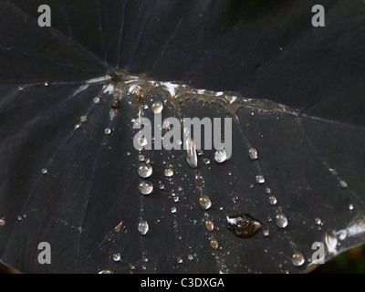 Black Magic aka Black Elephant Ear plant (Colocasia esculenta) with raindrops at Papillote Garden in the Roseau Valley of the Commonwealth of Dominica Stock Photo