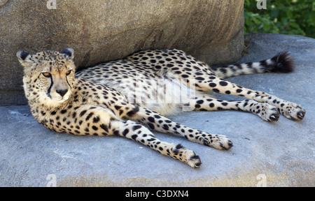 Cheetah lying down Stock Photo