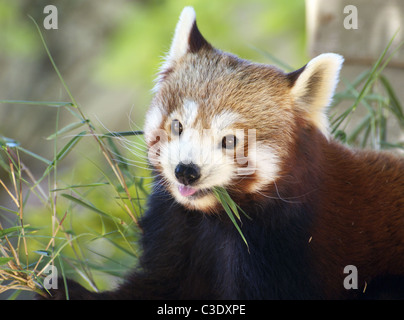 Red panda eating Stock Photo