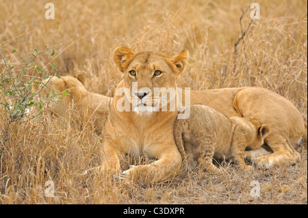 A pride of lions with a young cub in the Masai Mara, Kenya, Africa Stock Photo